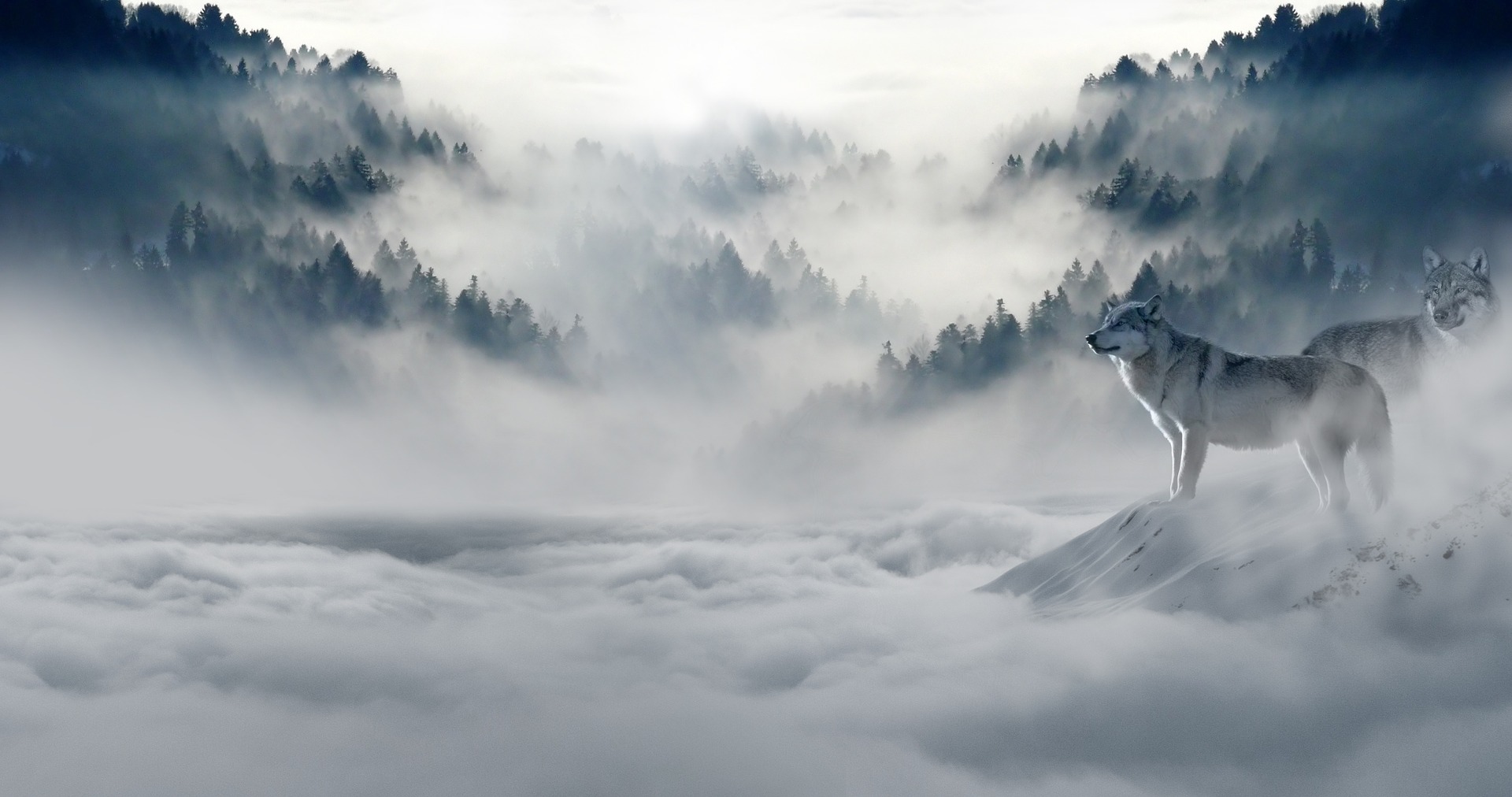 Background Image - Wolf